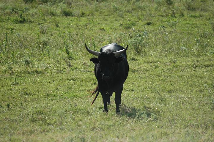 camargue (18)